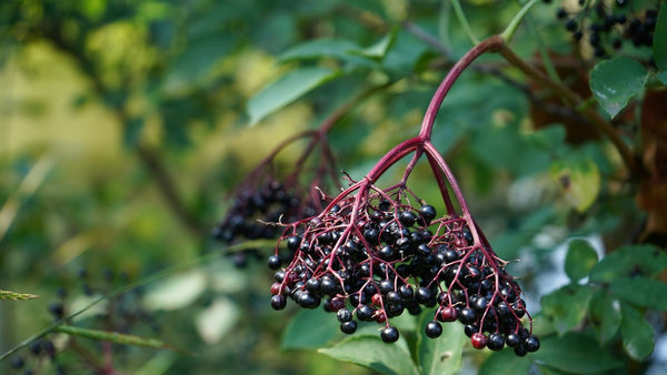 Immune Support